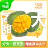京鲜生 攀枝花好大一颗凯特芒 2斤巨无霸 4粒8斤装  生鲜水果 源头直发