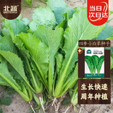 北蔬 小白菜种子苗夏秋阳台种速生青菜种籽 四季小白菜种子200g(大袋)
