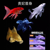 台湾纯种普身蝴蝶鲤观赏鱼冷水鱼大鳍大尾冷水鱼好养耐活包邮包活 贵妃黑白黄红8-10公分各1条