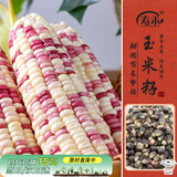 寿禾 彩玉米种子种苗甜糯棒子春秋播菜种籽 晶彩甜糯玉米种子100g+30g