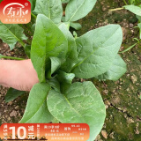 寿禾 大叶小叶菠菜种子大全波菜种蔬莱耐寒蔬菜四季播寿光夏秋菜籽 （冬）寿禾冬播614菠菜种子 50g