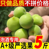 鲜级佳新鲜青梅鲜果 现摘高山云南酸脆梅子应季时令水果整箱酵素 可泡酒 青梅5斤精选特大果