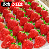 田拾记红颜草莓云南曲靖酸草莓非丹东99牛奶草莓水果新鲜送礼品物618 6盒礼盒装【很划算】 20粒装丨单果15-20g【80%人选】