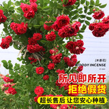 红木香花苗爬藤植物庭院大苗盆栽花卉甜蜜黄白木香花树苗四季开花 精品红木香【四季浓香】 【精选好苗】1.2-1.5米高