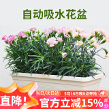 花沃里长方形花盆带托盘2个 阳台种菜盆种菜箱种子育苗盘种植箱米白大号