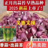 正宗紫皮蒜种子本地红皮大蒜紫皮大蒜种子出蒜苔红根蒜苗香蒜瓣 【正宗紫皮香蒜早蒜种】可吃可种 3斤