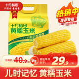 十月稻田 黄糯玉米 3.52斤(220g*8根) 东北甜黏玉米棒 早餐苞米 真空包装