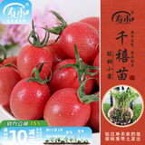 寿禾 蔬菜苗活苗带土发货大全菜苗种苗春夏各种秧苗山东寿光苗子阳台 千禧圣女果苗6棵带200g豆粕肥