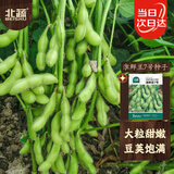 北蔬 毛豆种子苗粒大鲜食大荚青黄豆菜豆四季种籽 淮鲜豆7号种子500g