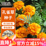 花沃里孔雀草种子约500粒 花卉种子四季花种子家庭盆栽土阳台庭院花坛种