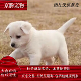 麦基乐 中华田园犬家养幼犬土狗小狗大黄狗纯黑小白狗体活体种狗 田园级 白色田园犬 公母备注