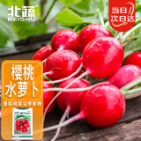 北蔬 小萝卜种子苗红皮水萝卜四季菜种籽 潍胖1号樱桃萝卜种子约500粒