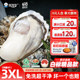 贝司令（BEISILING）【鲜活】乳山生态生蚝牡蛎贝类烧烤源头直发3XL净重9斤端午聚餐