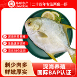 环球水产 南海特大金鲳鱼 750g1条  BAP认证 生鲜鱼类 海鲜水产 家庭聚餐