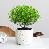 开时果 小叶赤楠盆景摆件 办公室桌面绿植花卉好养盆栽植物源头直发包邮 【上新款】白色熔岩盆+黑砂石+肥料
