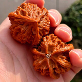 山中玉文玩核桃三菱棱狮子头蛤蟆头闷尖包浆官帽把件异形麻核桃生日礼物 自然盘山三棱42mm1对+8件套