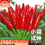 寿禾 辣椒种子大全特辣种籽朝天指夏秋小米椒薄皮椒辣子光蔬菜种孑 【量少试种】簇生朝天椒种子20粒