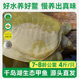千岛湖【活鲜】千岛湖甲鱼 清水鳖 7-8龄公鳖2000g 1只源头直发包邮