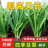 四季播种韭菜种子种籽白根宽叶韭菜根苗韭菜籽种孑大叶籽大全 韭菜种子【1包约400粒】 原厂封装