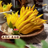 临雅佛手柑水养绿植水培植物佛手瓜室内盆栽插花A+级大果2颗源头直发