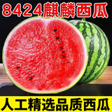 晟容果蔬麒麟西瓜新鲜云南西瓜时令应季水果甜瓜新鲜现摘清甜可口现货速发 净重5-6斤(精选家庭装)