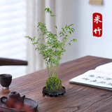 京云梦米竹苔藓球室内茶桌禅意造型植物中式桌面苔藓球+圆底托源头直发