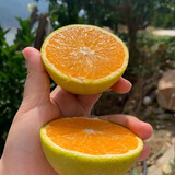 秭嘉鲜[秭归馆]秭归夏橙 当季水果  酸酸甜甜 榨汁鲜果现摘现发 5斤大果【净重5斤】