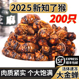 岽鲜 知了猴 生鲜 山东特产知了猴金蝉子新鲜速冻蝉蛹爬叉唐僧肉金蝉 大号金蝉 200只装