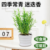琅阙迷迭香小盆栽可食用驱蚊办公室桌面绿植室内好养花卉盆栽源头直发