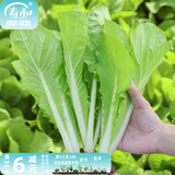 寿禾油菜种子矮脚上海青梗菜蔬菜小白菜快菜夏秋寿光蔬种籽四季青菜 快菜火速388小白菜种子30g