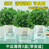 花行榜 薄荷盆栽花卉绿植清新花卉【3盆装】中盆薄荷（早安盆）源头直发