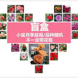 【果汁阳台月季】大苗玫瑰花苗盆栽大花欧月浓香阳台庭院带花苞 小---苗随机【不带花苞】 大苗【开花爆满】