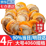 优牧冠 冷冻扇贝肉 部分带黄可做蒜蓉粉丝扇贝 70%固形物含量 大号 净重4斤