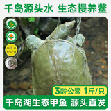 片言片鱼【活鲜】千岛湖 清水鳖 甲鱼王八 3龄公鳖500g 1只 源头直发 包邮