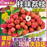 粤迎广东茂名桂味荔枝【JD顺丰多地次日达】现摘现发纯甜水果现摘现发 SS+级超精选果【甜度爆表】 5斤【分享装-较划算】净4.5斤