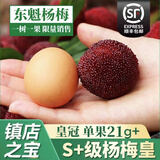 爱鲜摘农场 仙居东魁杨梅【EMS顺丰空运-多地次日达】杨梅水果礼盒物品浮宫 S+级杨梅皇60颗｜单果21-27g 【普装+保温箱+冰袋】