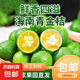 海南青金桔新鲜小金桔 1斤大果（10g-20g）