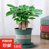 发财树盆栽大植物室内办公室桌面客厅小盆景招财树苗绿植花卉盆栽 造型款小号三杆 4-6cm【加仑盆】 【送肥料】