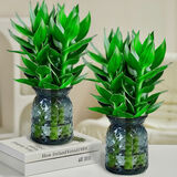 四季招财好运旺宅水培观音竹富贵水竹客厅室内办公盆栽绿植除甲醛 观音竹6支（2个轻奢盆）+营养液 观音竹高度25-35厘米