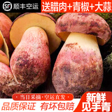 相遇红颜现货24小时达云南特产新鲜野生菌见手青红葱青头菌白葱鸡枞牛肝菌 红葱见手青牛肝菌 1000g