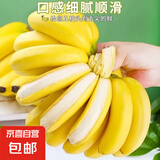 钦州小米蕉 皮薄肉厚香蕉 软糯香甜水果 青皮发货 9斤