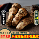 土地母亲计划 雅江松茸菌未开伞新鲜松茸鲜菌菇冷链空运现货快至24H达团购送礼 出口级未开伞 5-5.8cm 净重500g