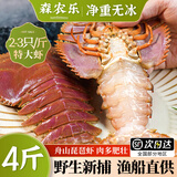 森农乐舟山琵琶虾鲜活特大生鲜冷冻九齿扇虾姑新鲜濑尿虾深海海鲜爬虾 1500g(净重)  14-18cm（4-5只/斤）
