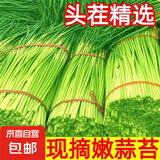 京喜自营新鲜蒜苔现采现发生鲜蔬菜京东超市同款即食蒜苔 新鲜蒜苔 2斤