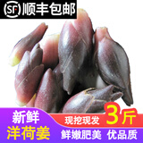 辰实【发顺丰】阳荷姜新鲜 洋荷姜现挖 阳霍洋河菜阳合笋 3斤【现挖】