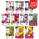 寿禾 花种子苗太阳花格桑花向日葵凤仙花四季花海组合 10种花种子套餐