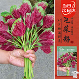寿禾红苋菜种子苗圆叶汉菜四季盆栽种植蔬菜籽 潍丰香洋糯苋菜种子20g