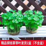 京云梦铜钱草水培盆栽室外金钱草绿植吸绿植花草植物2盆原土源头直发