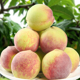 京氿生山东青州蜜桃脆甜桃子秋毛桃青色硬桃子小冬桃当季新鲜水果包邮 精选【4.5斤】约20-30个