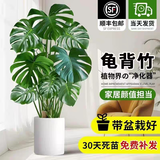 花财主天堂鸟盆栽办公室大型绿植客厅盆栽家用吸甲醛净化空气绿植 龟背竹90-1.1m【圆柱盆】